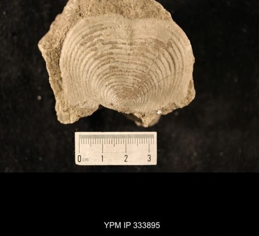 Echinoconchus alternatus
