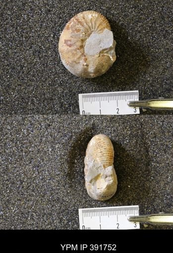 Scaphites whitfieldi