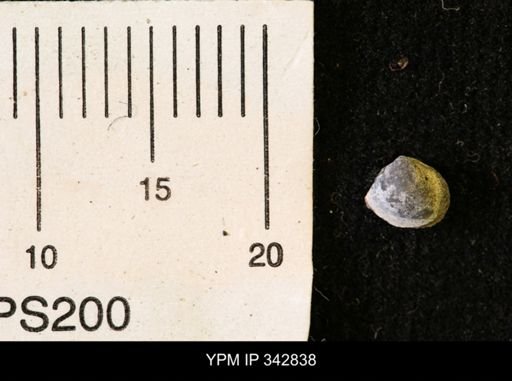 Protocardia sp.