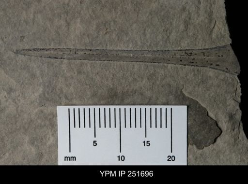 Eurypterus sp.