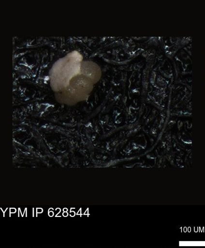 undet. Foraminiferida