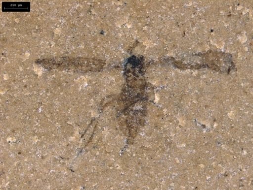 undet. Diptera
