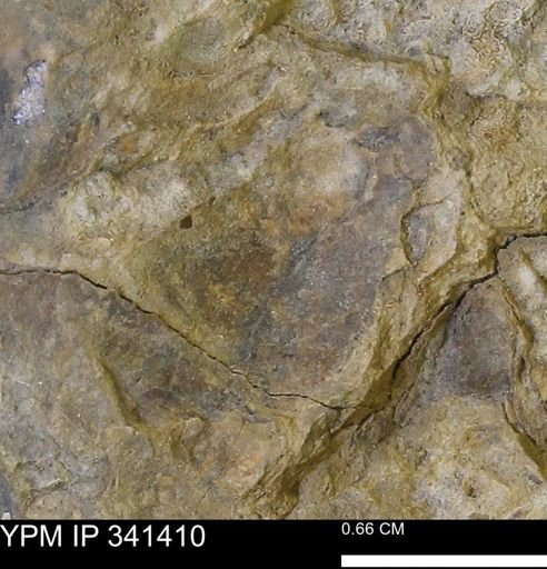 Inoceramus?