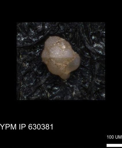 undet. Foraminiferida
