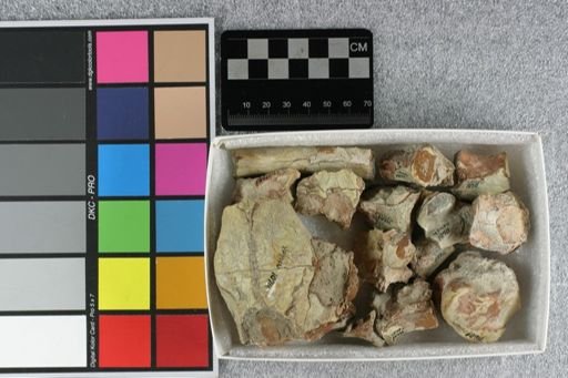 Eporeodon bullatus