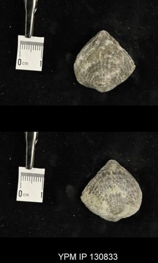 Spinatrypa spinosa