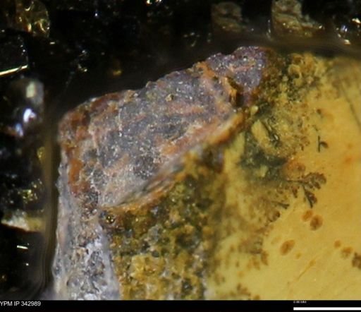 undet. Mollusca