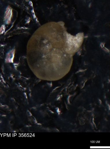 undet. Foraminiferida