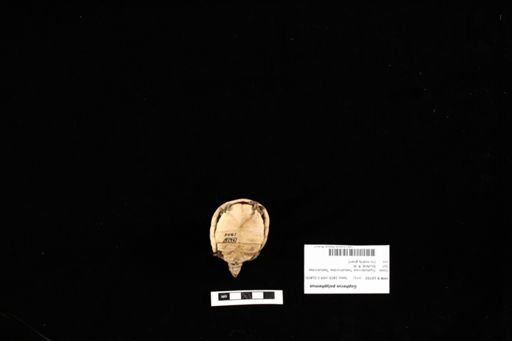 Gopherus polyphemus
