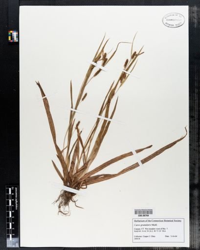 Carex granularis