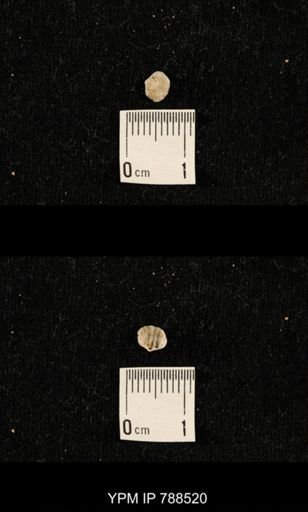 undet. Brachiopoda