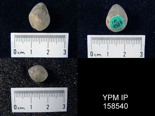 Hindella prinstana