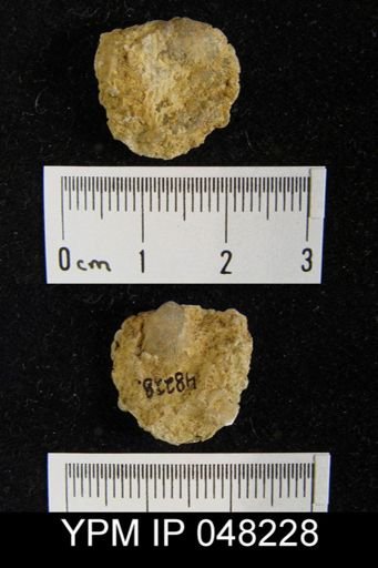 Parmorthis brownsportensis
