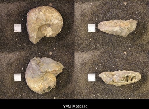 Discoscaphites gulosus