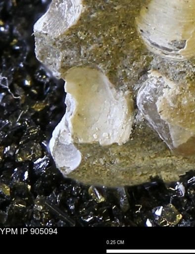 undet. Bivalvia