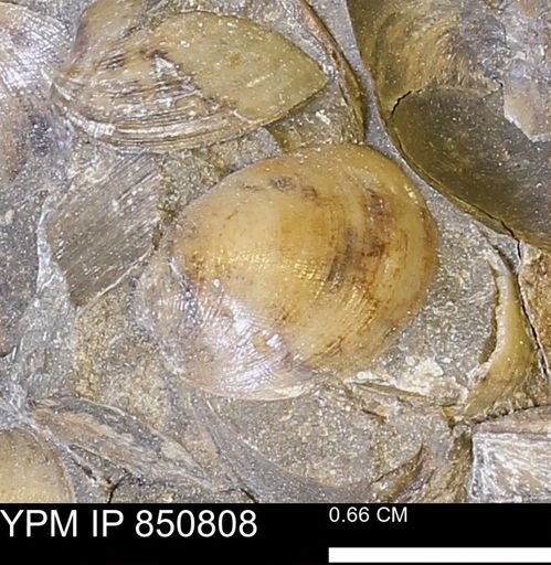 Limopsis striatopunctatus