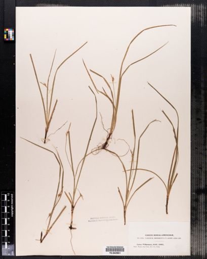 Carex willdenowii