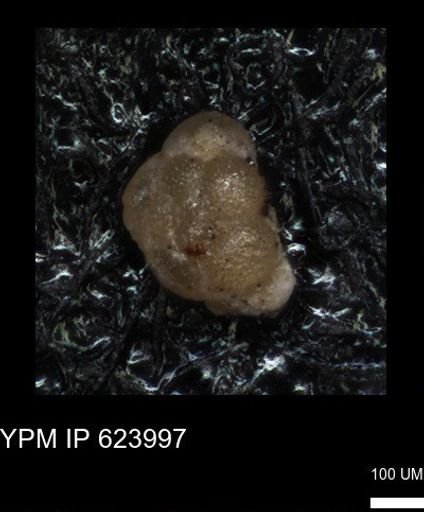 undet. Foraminiferida