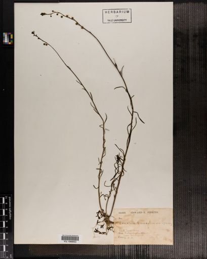 Plantae