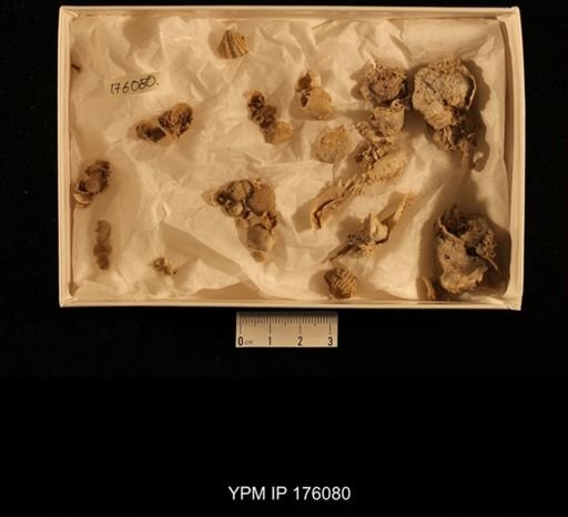 undet. Bryozoa