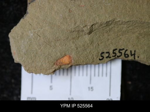 undet. Synziphosurina