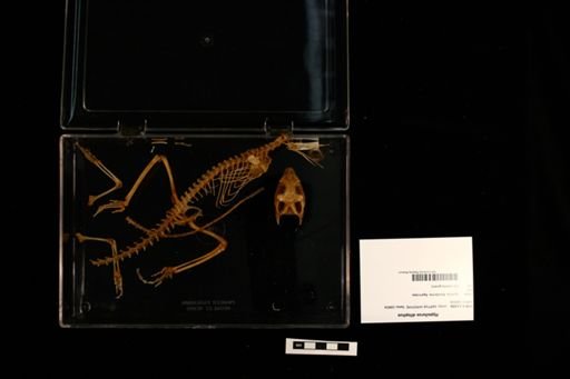 Hypsilurus dilophus