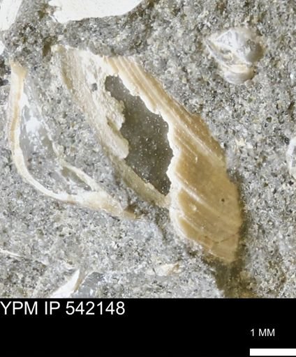 Limopsis striatopunctatus