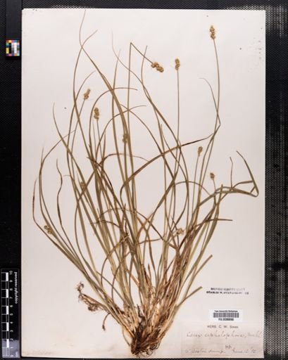 Carex cephalophora