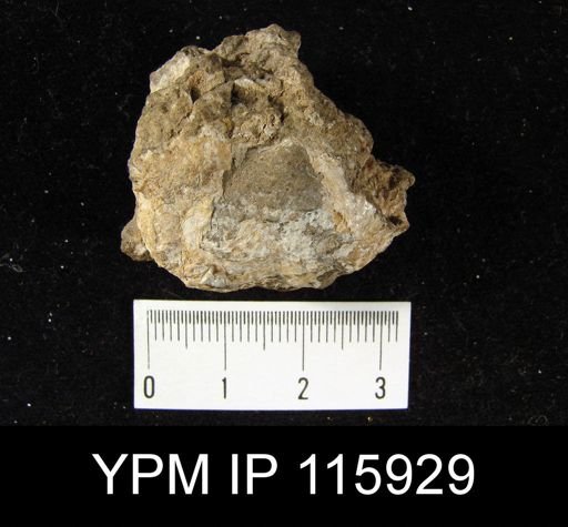 Productus sp.