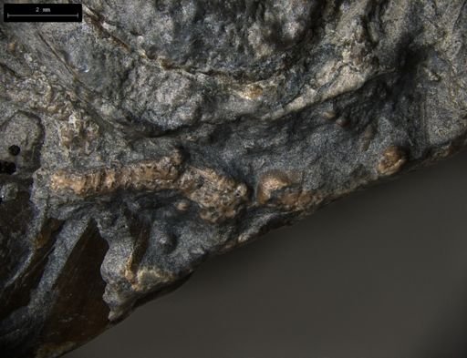 Aplocoma damesii