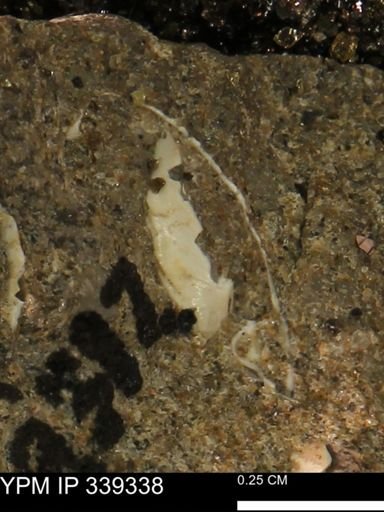 undet. Bivalvia