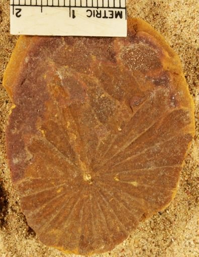 Annularia stellata