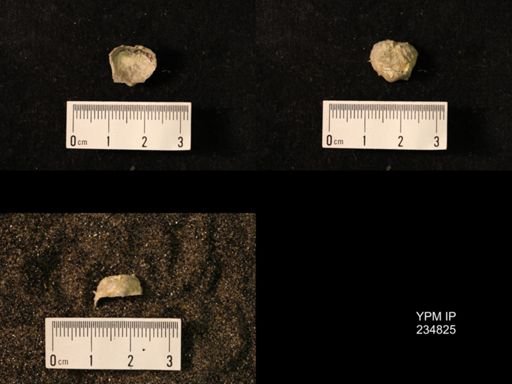Marginifera wabashensis var. armata