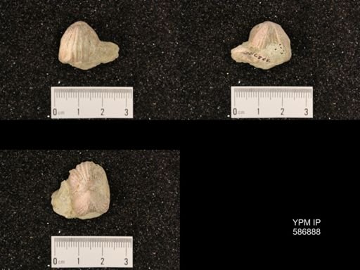 Rhynchotrema capax