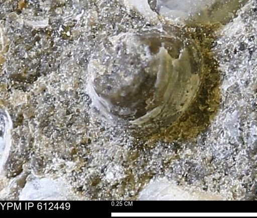 undet. Bivalvia