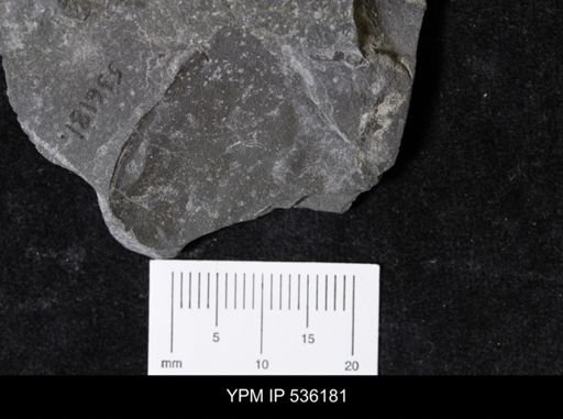 undet. Eurypterida