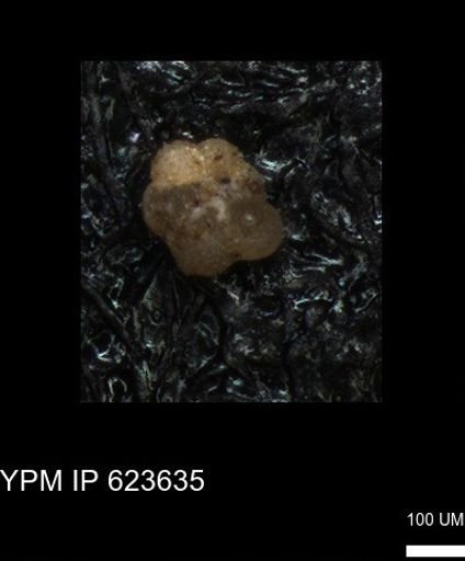 undet. Foraminiferida