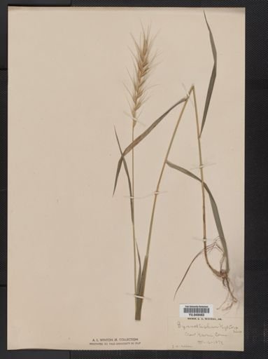 Hordeum patulum