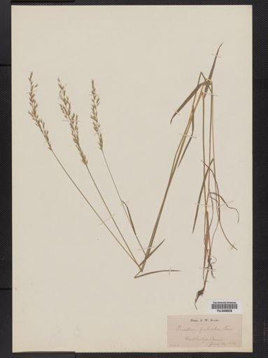 Trisetum pensylvanicum