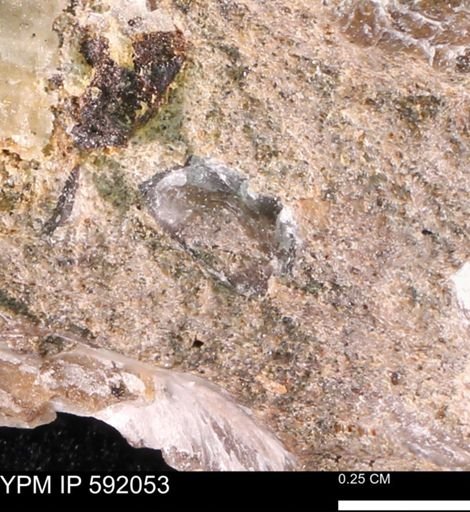 undet. Mollusca
