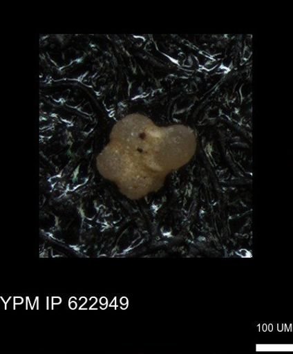 undet. Globigerinina