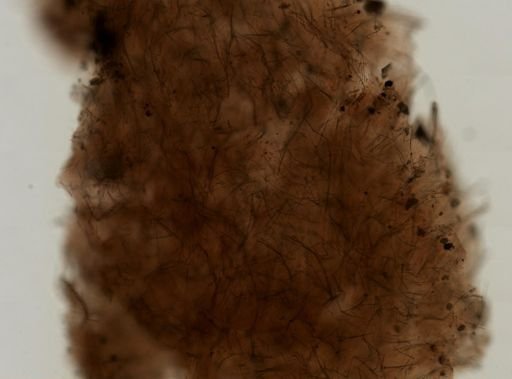 Haliclona (Reniera)?