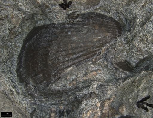 Rhaetavicula contorta