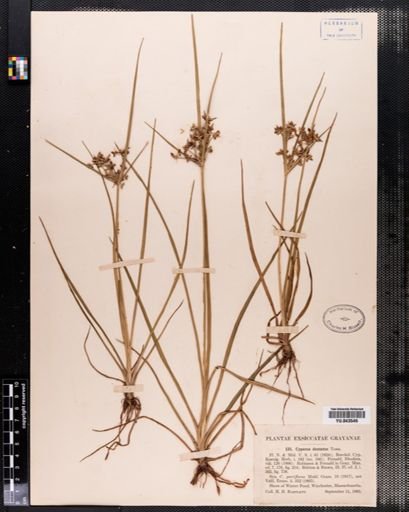Cyperus dentatus