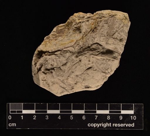 Gleichenia giesekeana