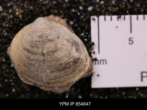 Limopsis striatopunctatus