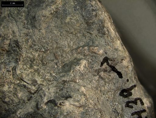 Aplocoma damesii