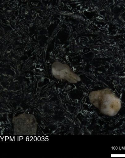undet. Foraminiferida