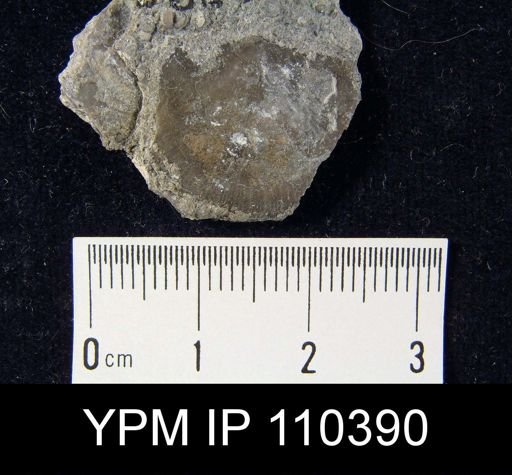 Brachyprion anticostiense
