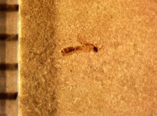 Hymenoptera?